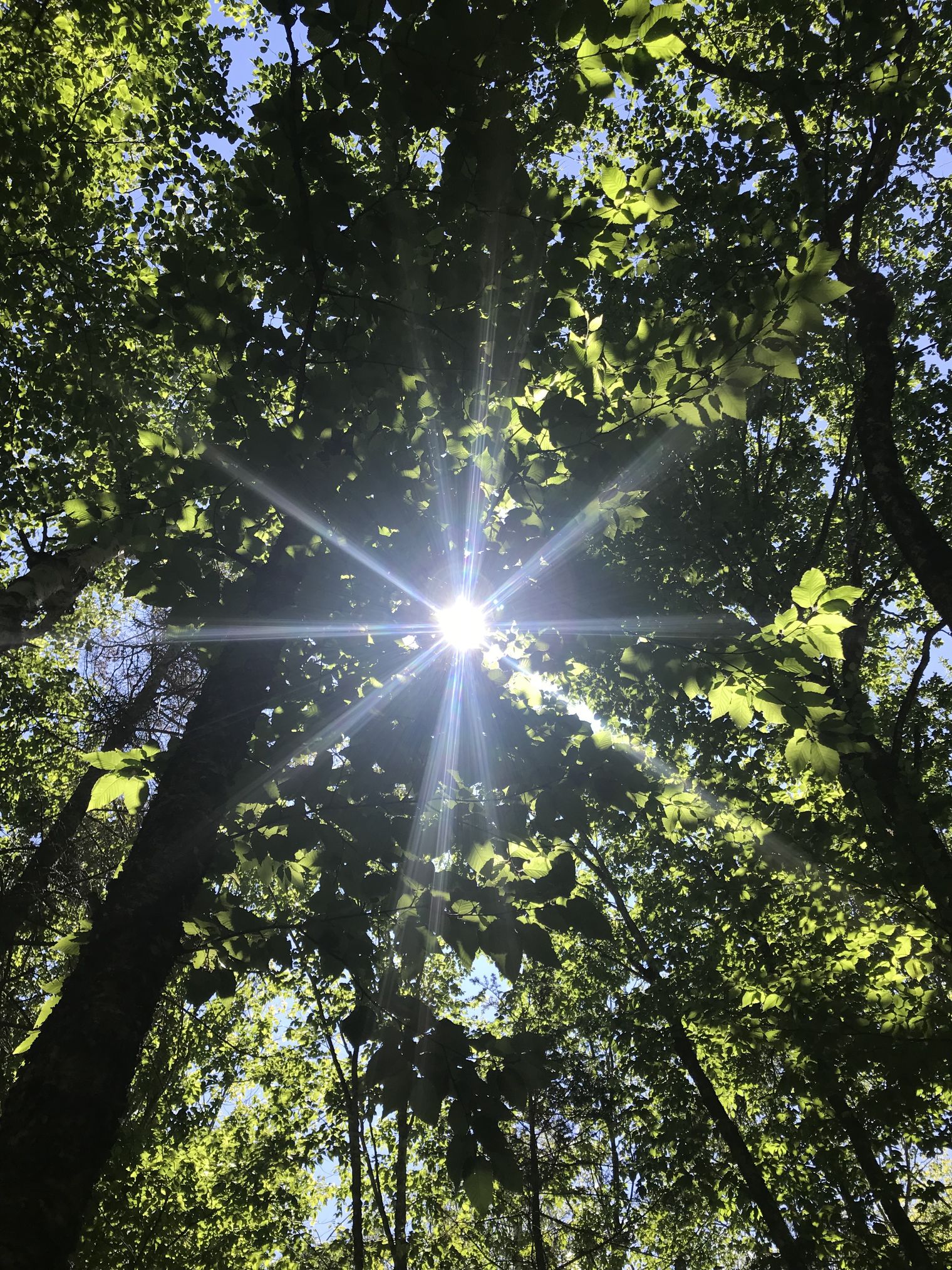 Suns shining through green tree branches