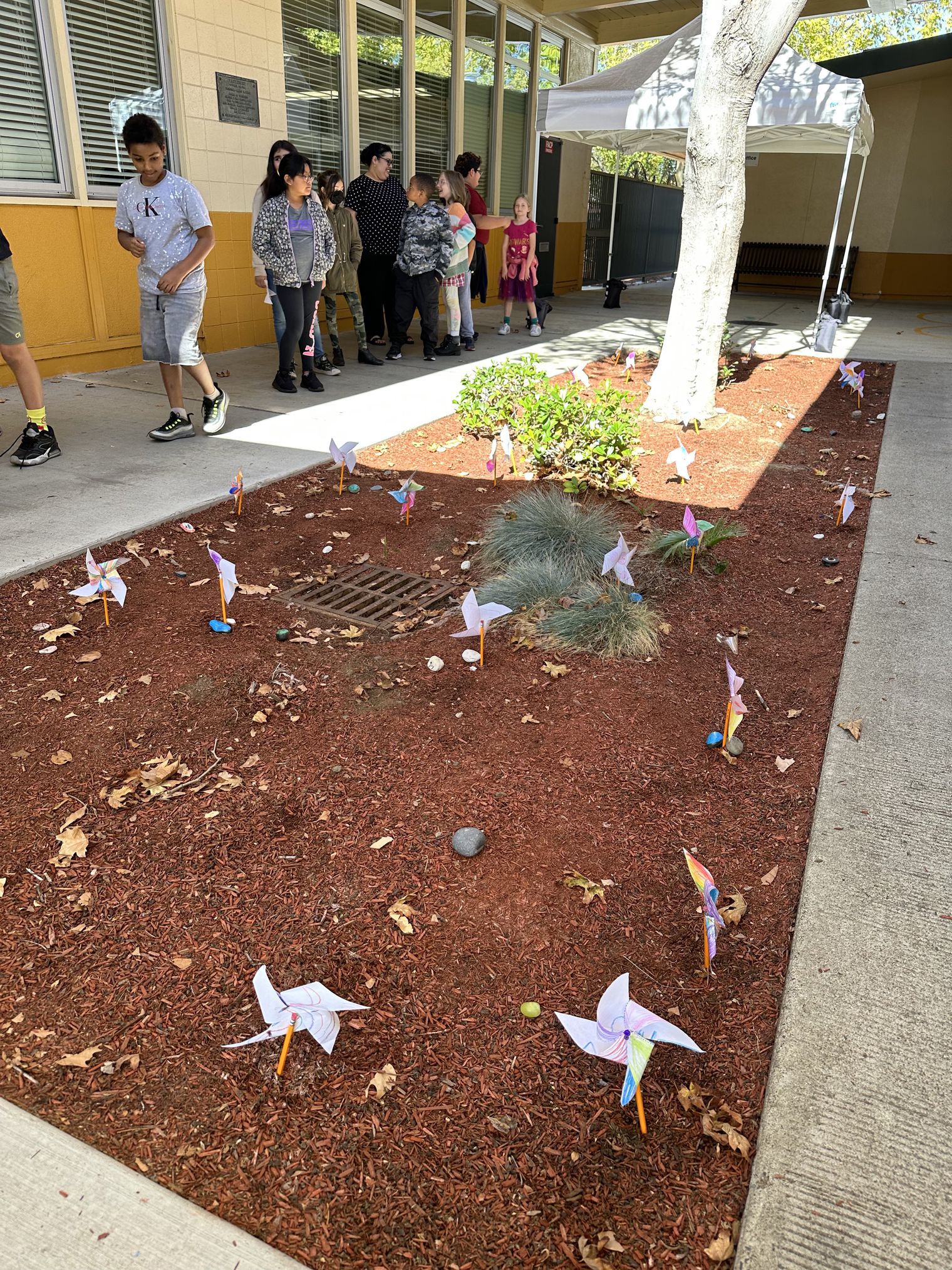 Pinwheels in the tanbark
