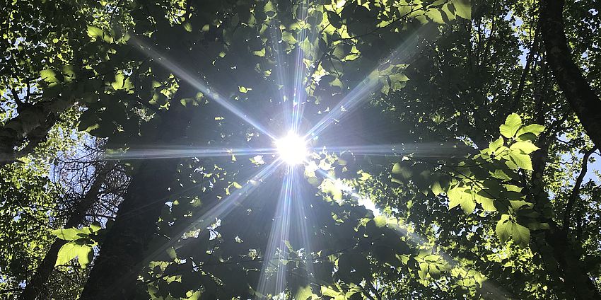 Suns shining through green tree branches