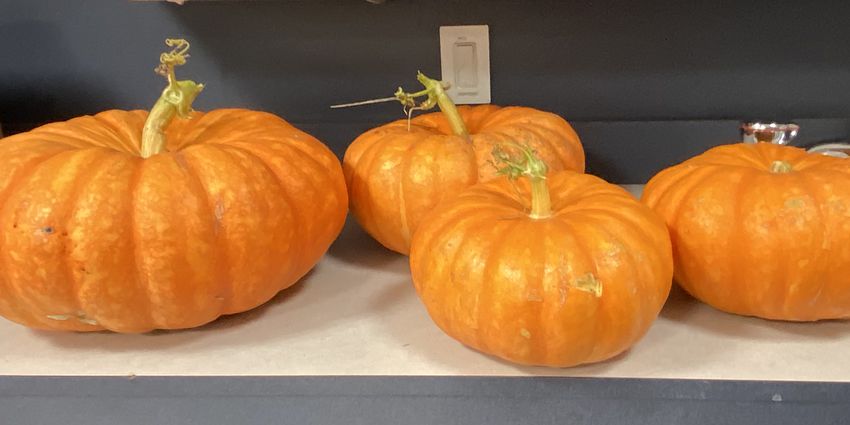 Four pumpkins from the school garden.