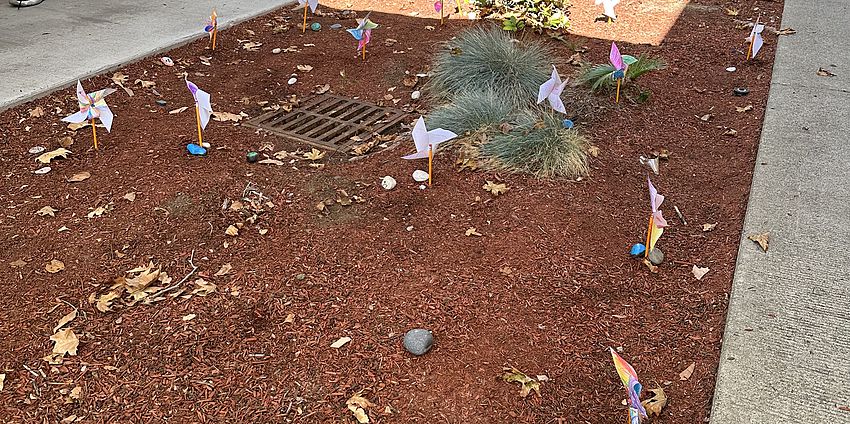 Pinwheels in the tanbark