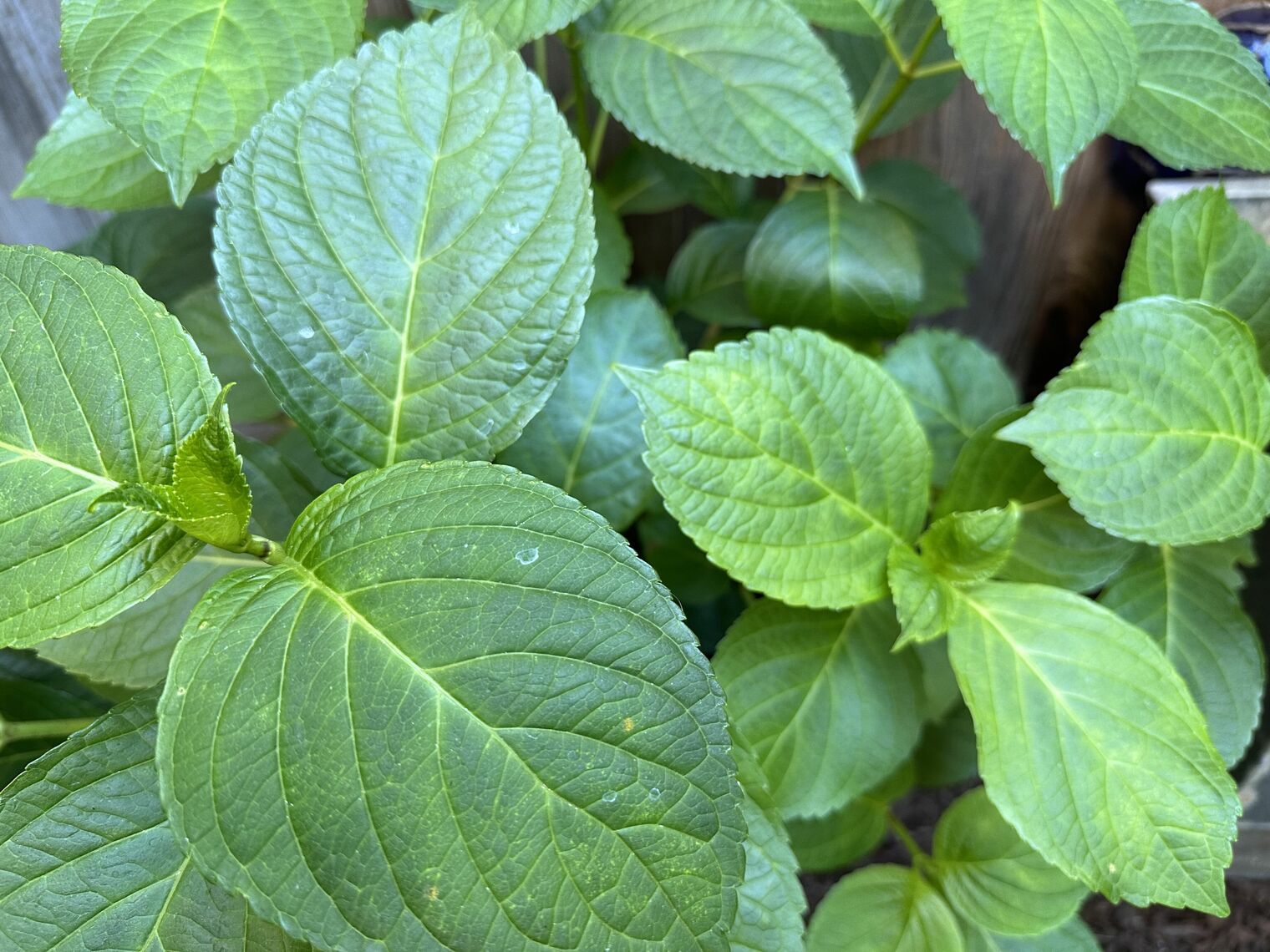 Close up of green leaves on a plant.